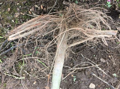 Toradh íomhá ar Flowering Plum Tree Root System