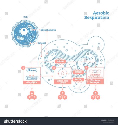 Respiration Characteristics に対する画像結果