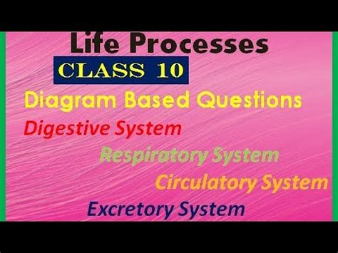 Class 10 Life Processes Diagram Based Question に対する画像結果