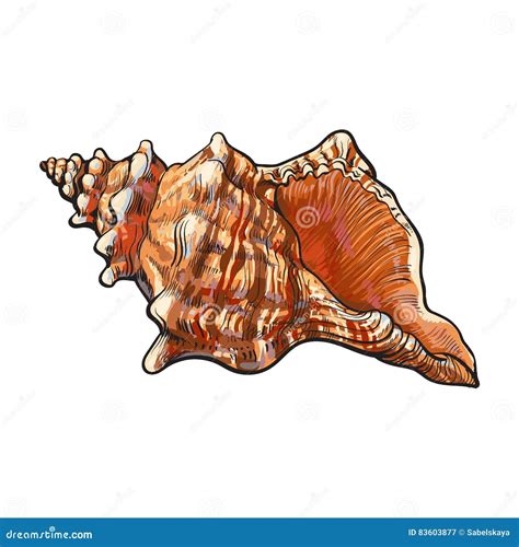 Image result for Conch Shell Vector