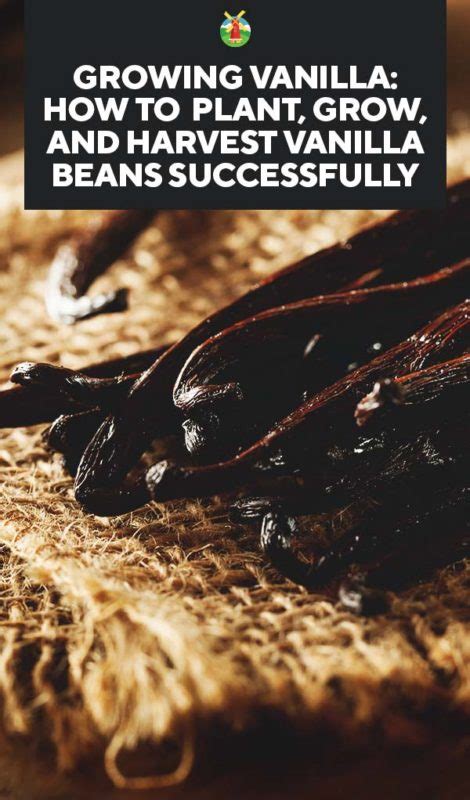 Image result for Growing Vanilla Beans