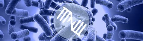 Image result for Transcriptomics Bacteria