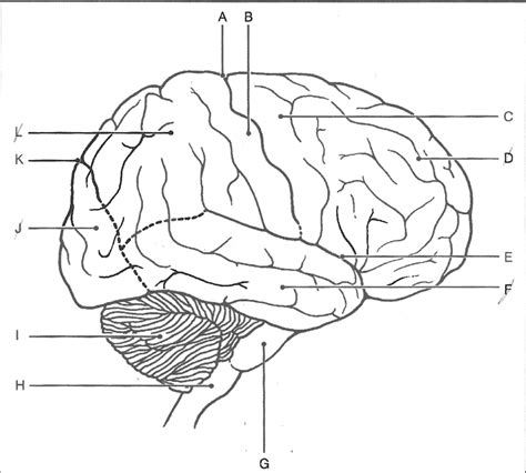 human brain Diagram | Quizlet