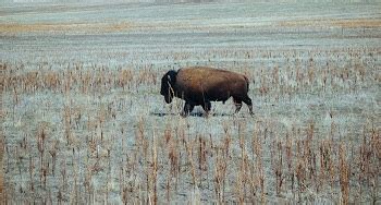 Image result for Utah Bison