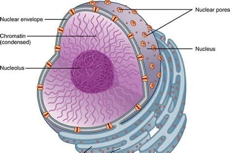 Toradh íomhá ar Blomplex Sel