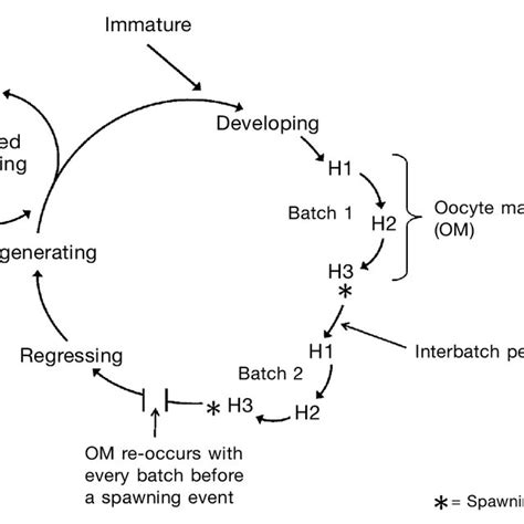 Toradh íomhá ar Maturation Cycle
