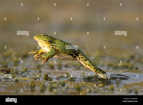 Image result for Frog Jump Front View