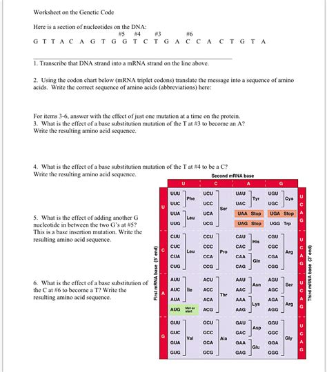 Toradh íomhá ar Decoding DNA Worksheet