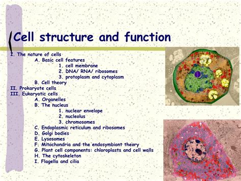 Image result for Cell Structure and Function