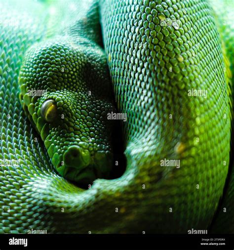 Toradh íomhá ar Python Birds Eye View Head