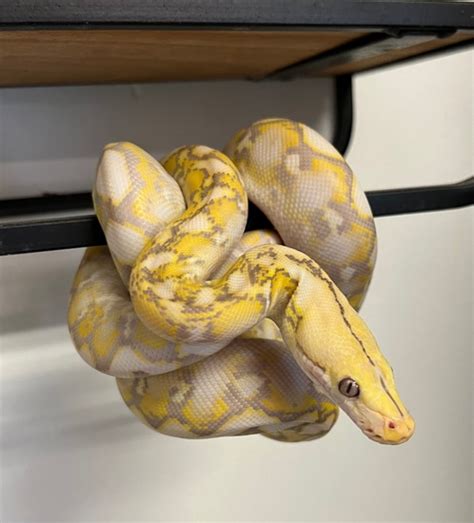 Image result for Dwarf Reticulated Python Colors