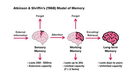 Working Memory Capacity Cognitive Load Diagram に対する画像結果