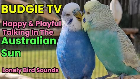 Image result for Budgie Channel