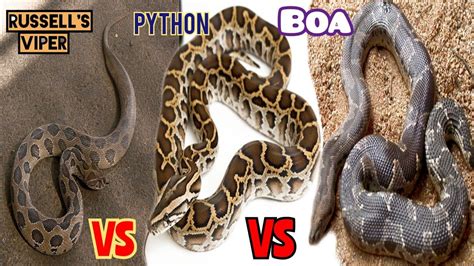 Toradh íomhá ar Snake and Python Different