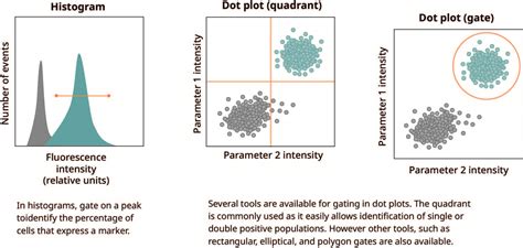 Toradh íomhá ar flow cytometry gating examples