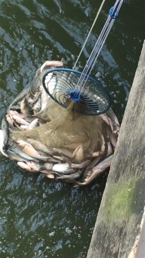 Image result for Catching White Fish Now with Net