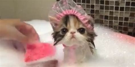 Zap Des Animaux に対する画像結果