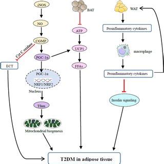 Image result for T2DM Hfcs