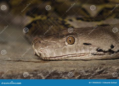 Image result for Python Zoo