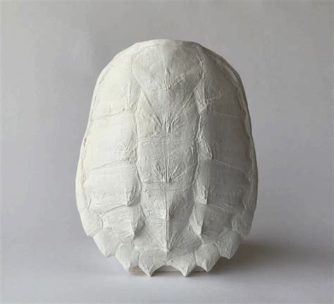 Image result for Snapping Turtle Shell Parts