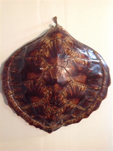 Fat Turtle Shell に対する画像結果