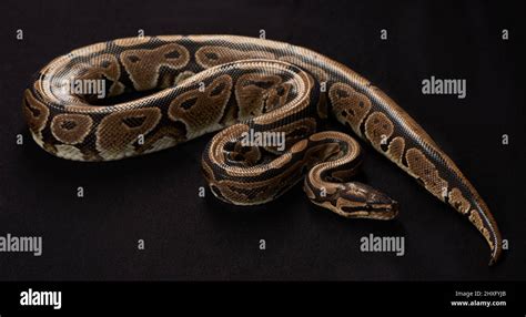 Image result for Black Python