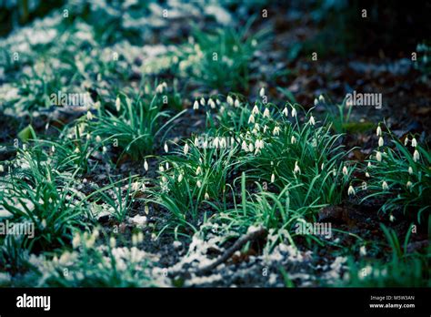 Résultat d’images pour Snowdrop Spring Flowers