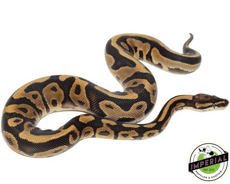 Image result for Specter Ball Python for Sale