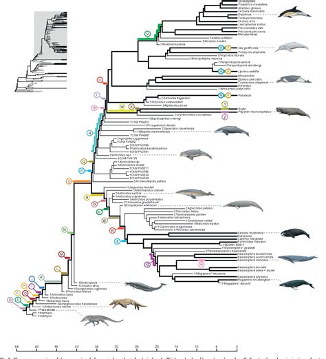 Image result for Whale Evolution Tree