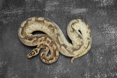 Image result for Spider Freeway Ball Python