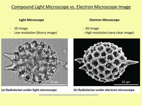 Light Microscope vs Electron Microscope Cells に対する画像結果