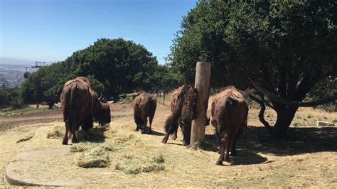 Image result for Bison Enrichment Ball
