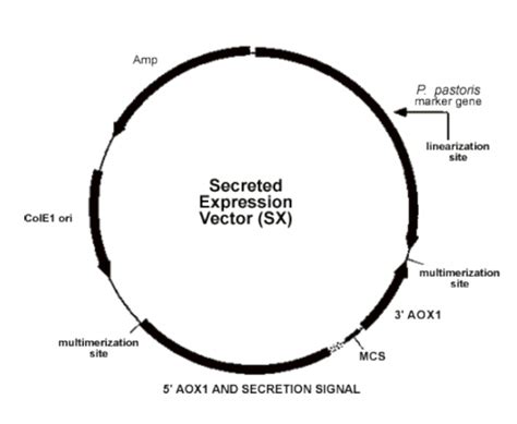Toradh íomhá ar Ppiczalpha