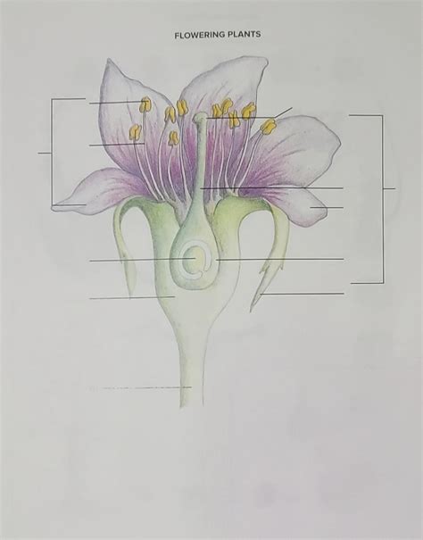 Image result for Diagram Part Flower Structure