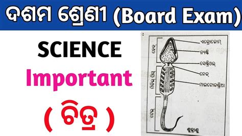 Image result for 10th Class Science Drawings