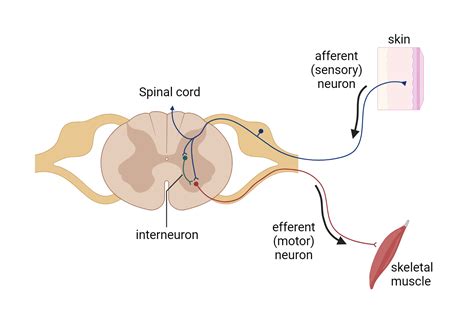 Afferent Nerve Diagram に対する画像結果