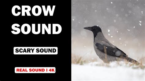 Crow Sounds Different に対する画像結果