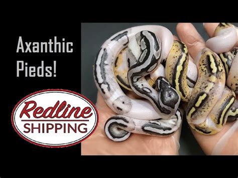 Image result for Pied X Axanthic Ball Python