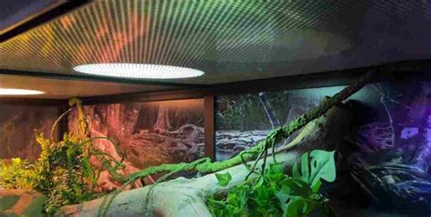 Ball Python Heat Bulb に対する画像結果