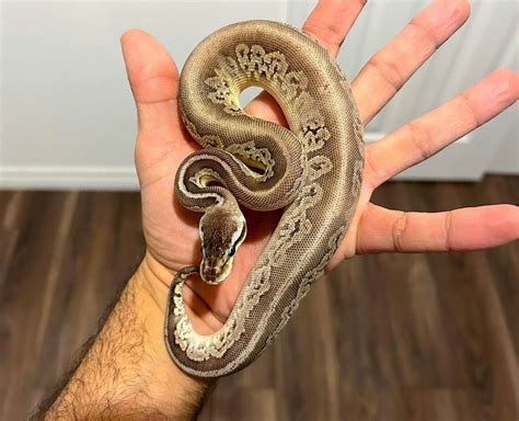 Toradh íomhá ar Bongo Ball Python