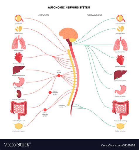 Image result for Autonomic Nervous System Model