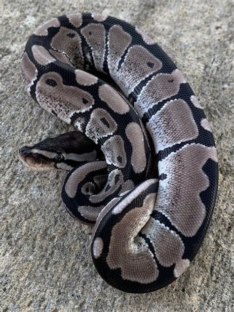Image result for Axanthic Ghost Spider Ball Python