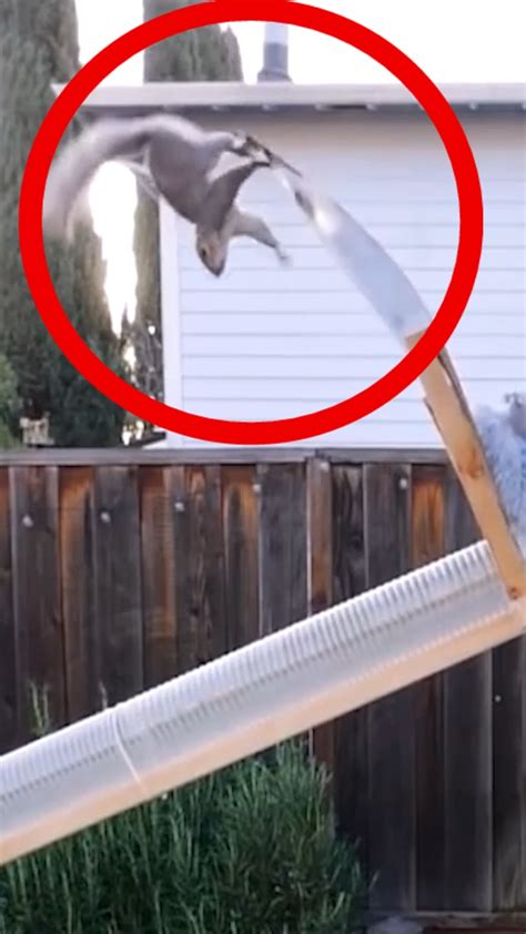 Backyard Squirrel Maze 2.0 - The Walnut Heist | Backyard Squirrel Maze ...