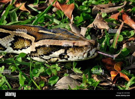 Image result for Python Bivittatus