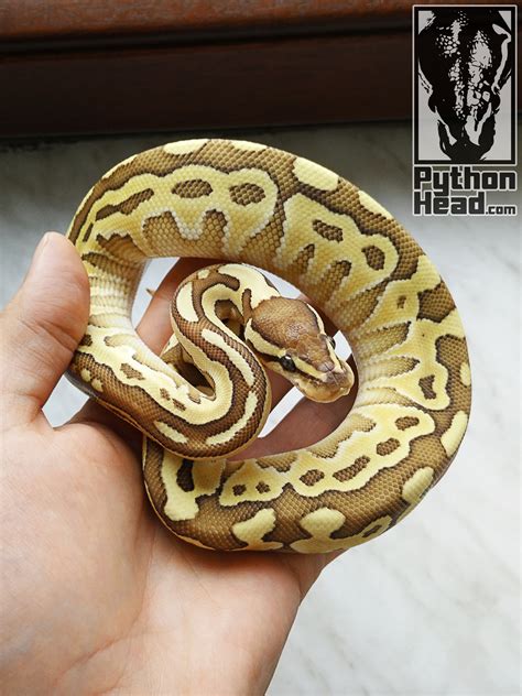 Image result for Python Head Turnaround