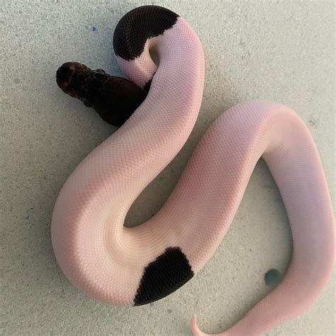 Image result for White Panda Ball Python