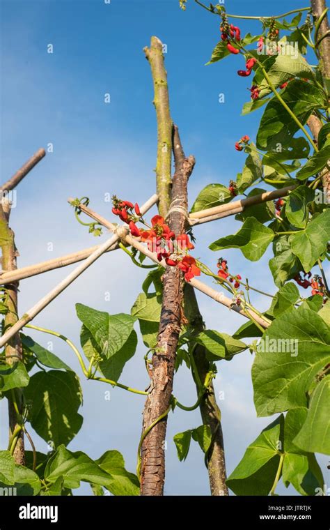 Afbeeldingsresultaten voor Lady Di Runner Beans