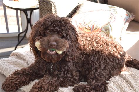 Chocolate Brown Cockapoo Adult に対する画像結果