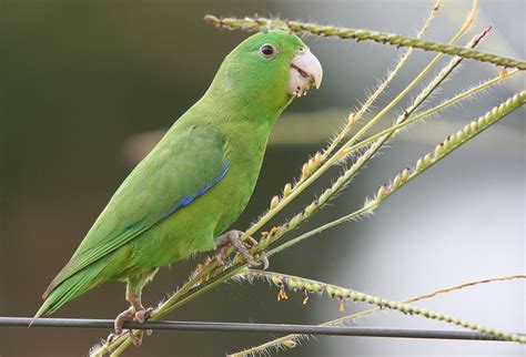 Toradh íomhá ar Blue-winged Parrotlet