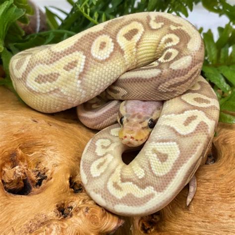 Full-Grown Royal Python に対する画像結果